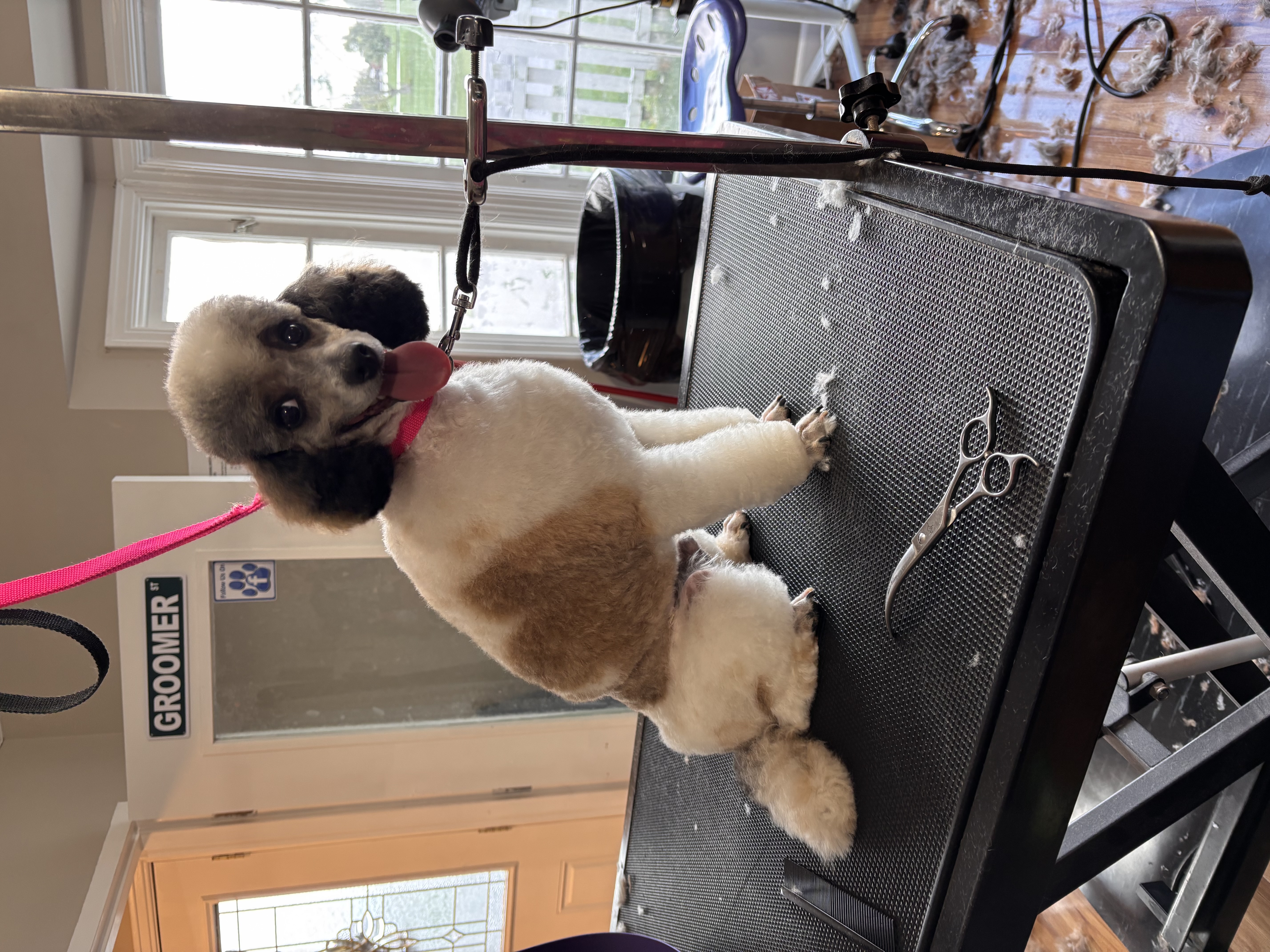 Groomed poodle