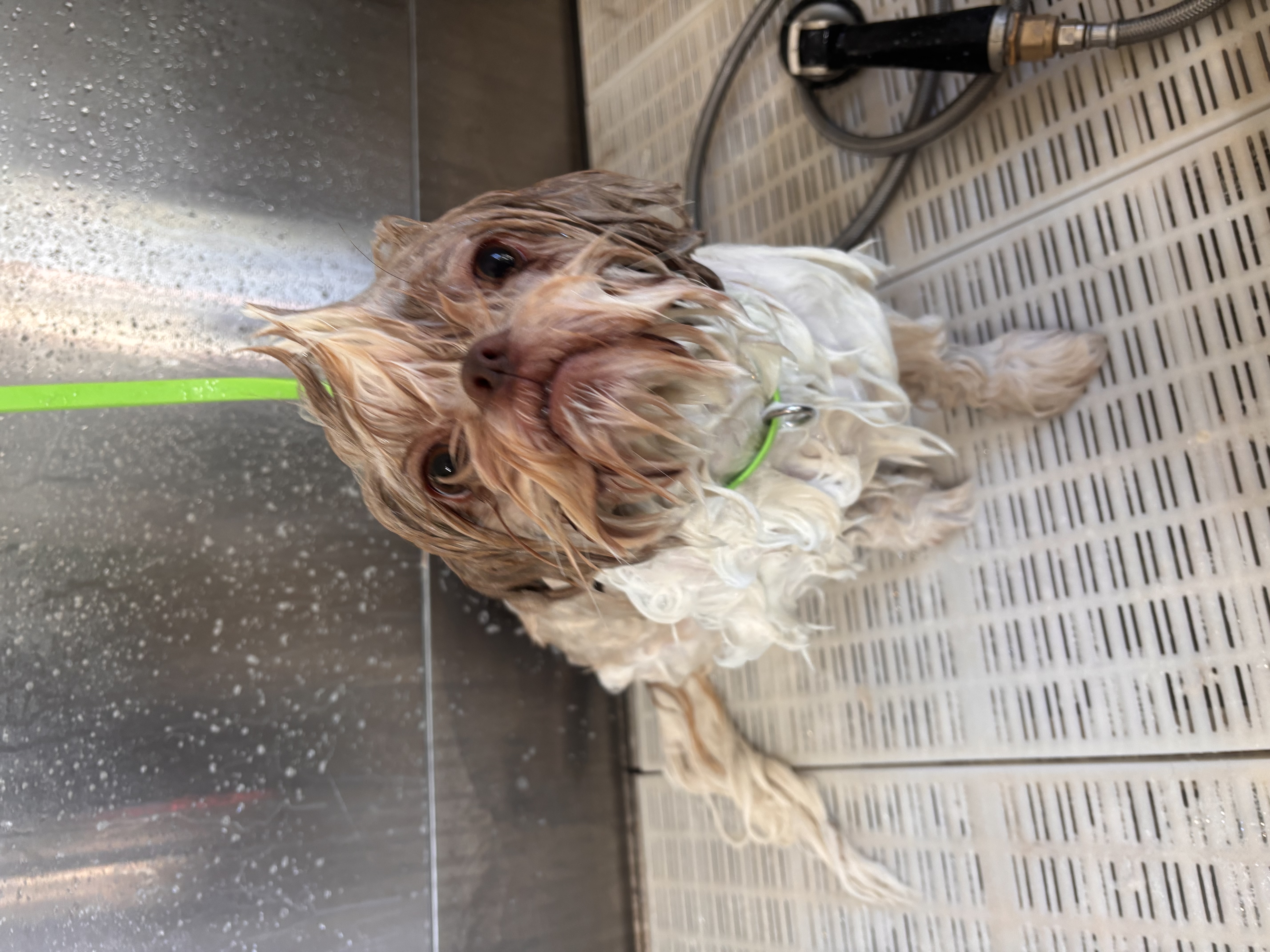 Dog bath
